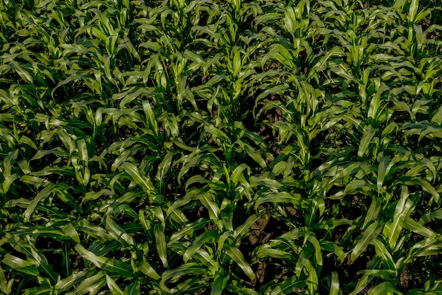 Campo de milho com plantas jovens em solo fértil ao pôr do sol