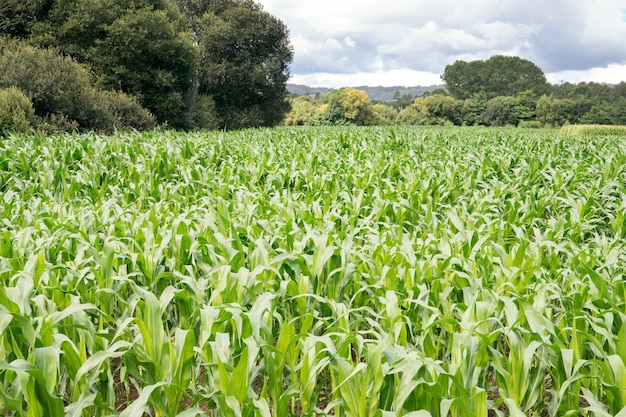 Campo de milho crescente com árvores na parte de trás e céu nublado. Paisagem da agricultura