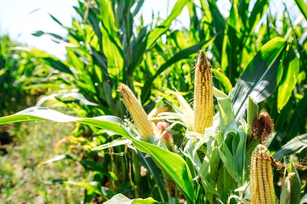 Campo de milho de verão Conceito de agricultura