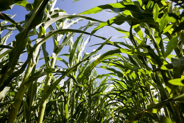 campo de milho doce em um dia ensolarado