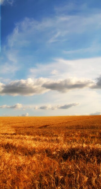 Campo de milho dourado contra um céu azul com nuvens Cena de natureza pacífica com cores vibrantes e brilhantes Trigo crescendo em uma fazenda orgânica rural Agricultura sustentável e agricultura na época da colheita