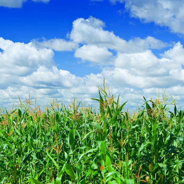 Campo de milho e céu