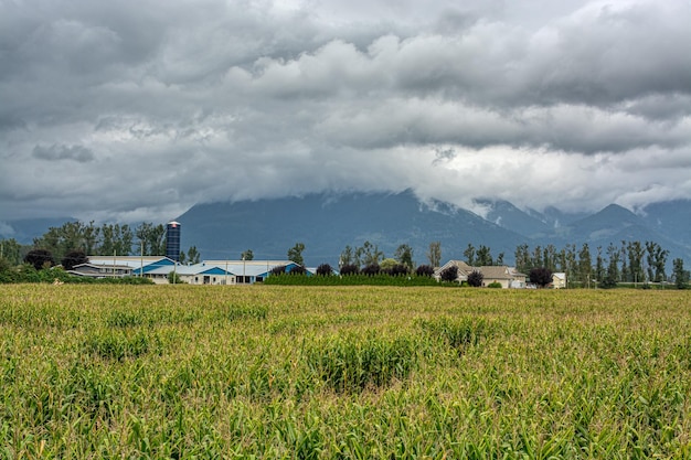 Campo de milho e fazenda agrícola em dia nublado no vale fraser