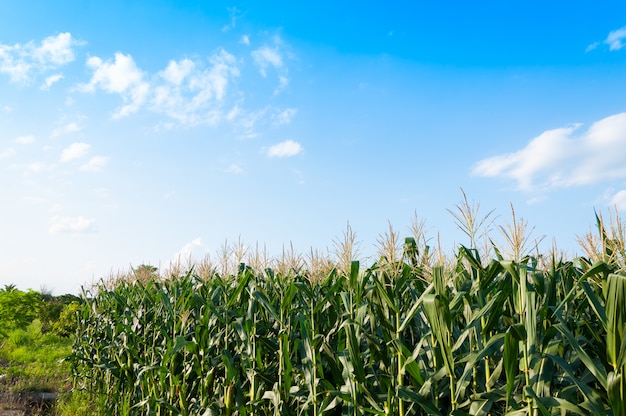 Campo de milho em dia claro, árvore de milho em terras agrícolas com céu azul nublado