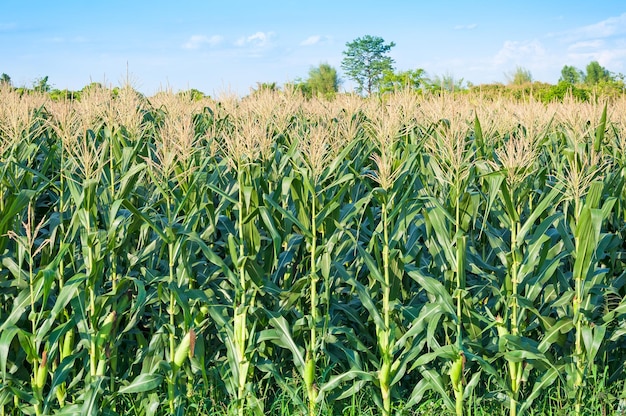 Campo de milho em dia claro Árvore de milho em terras agrícolas com céu azul nublado