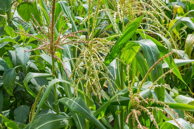 Campo de milho em flor. Dia ensolarado de verão