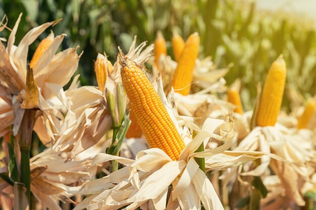 Foto campo de milho em planta de colheita para colheita