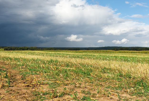 Campo de milho inclinado em um campo rural