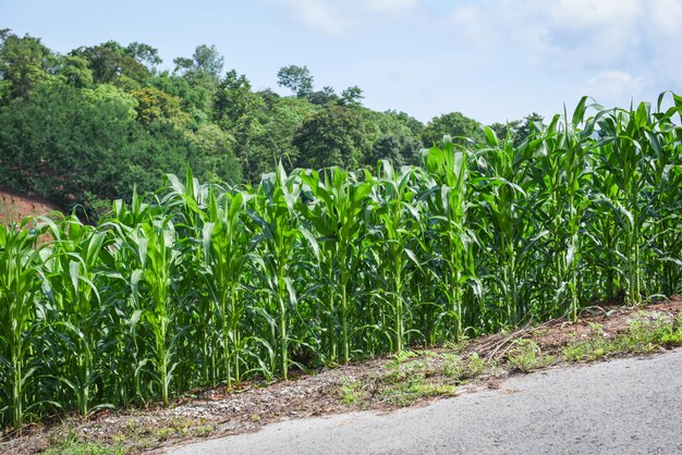 Campo de milho nas montanhas