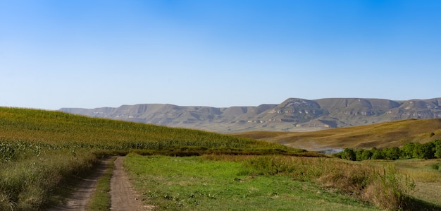 Campo de milho no sopé