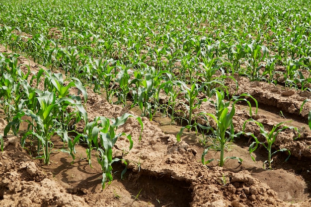 Campo de milho orgânico com folhagem verde e caule utilizado tanto para consumo humano quanto para ração animal