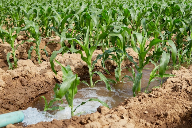 Campo de milho orgânico com folhagem verde e caule utilizado tanto para consumo humano quanto para ração animal