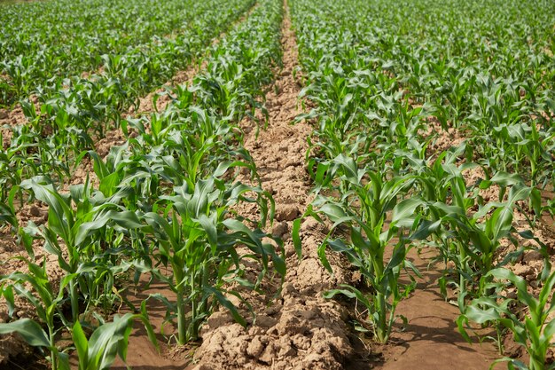 Campo de milho orgânico com folhagem verde e caule utilizado tanto para consumo humano quanto para ração animal