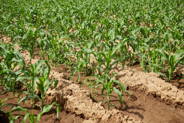 Campo de milho orgânico com folhagem verde e caule utilizado tanto para consumo humano quanto para ração animal