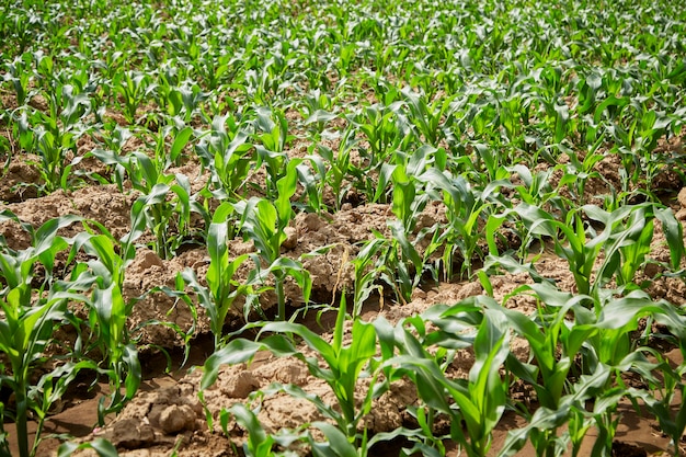 Campo de milho orgânico com folhagem verde e caule utilizado tanto para consumo humano quanto para ração animal