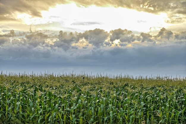 Campo de milho orgânico na fazenda agrícola rural