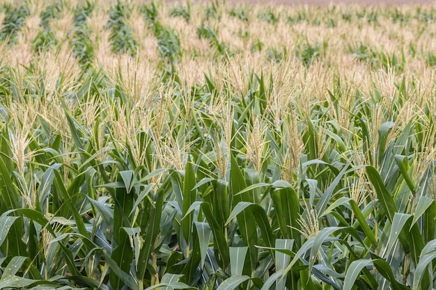 Campo de milho orgânico no campo da agricultura. Belo campo verde antes da colheita.