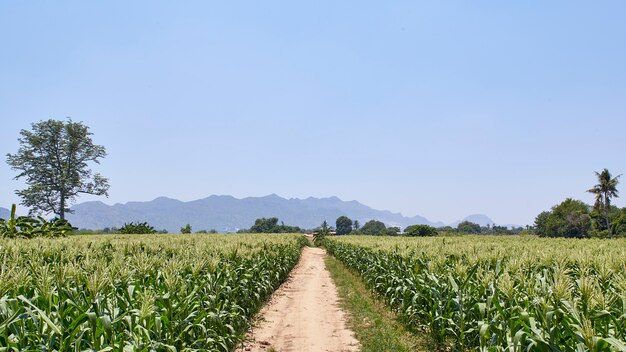 Campo de milho orgânico tem guindaste de flores