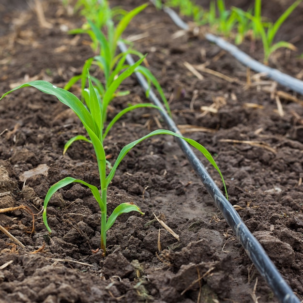 Campo de milho que cresce com sistema de irrigação de gotejamento.