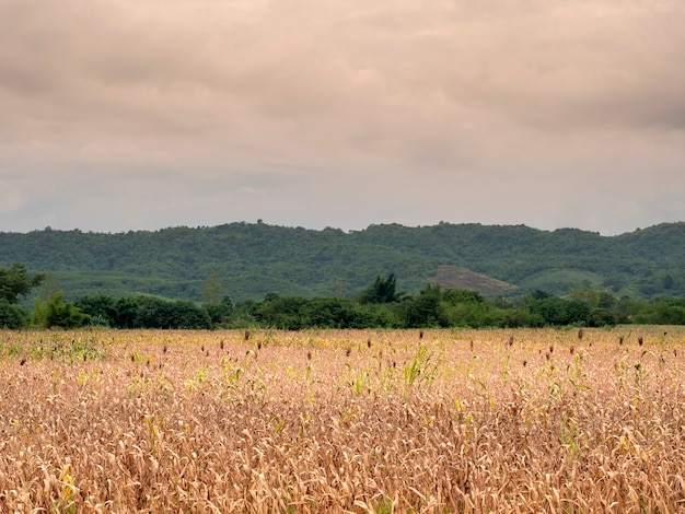 Campo de milho seco pronto para a colheita