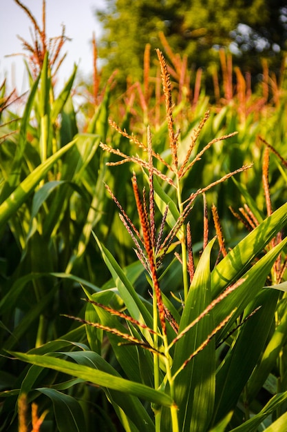 Foto campo de milho sob o sol brilhante