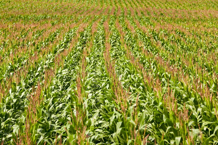 Campo de milho - um campo agrícola no qual cresce milho
