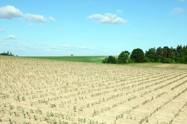 Campo de milho verão