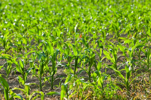 Campo de milho verão