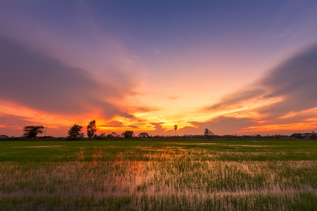 Campo de milho verde bonito com céu do por do sol.