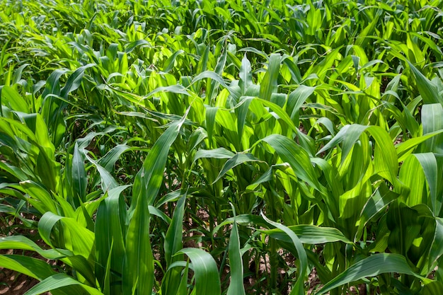 Campo de milho verde durante o cultivo