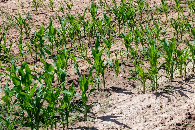 Campo de milho verde durante o cultivo