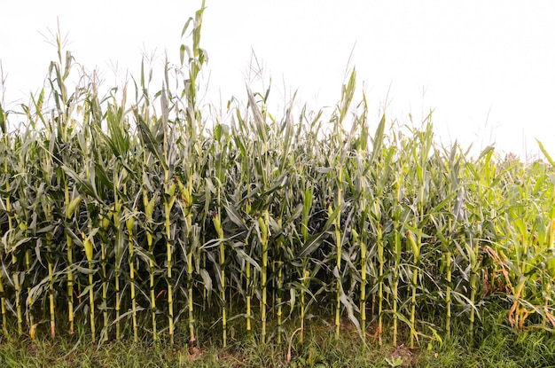 Campo de milho verde em crescimento