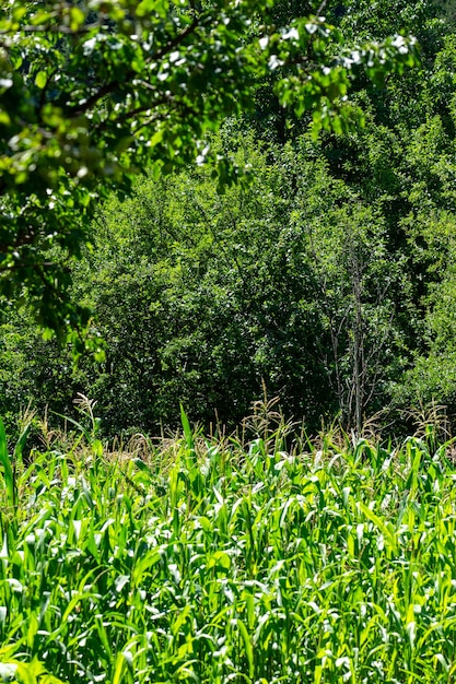 Campo de milho verde em savsat, artvin, blacksea - turquia