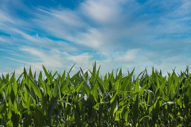 Foto campo de milho verde folhas de milho verdes frescas céu azul