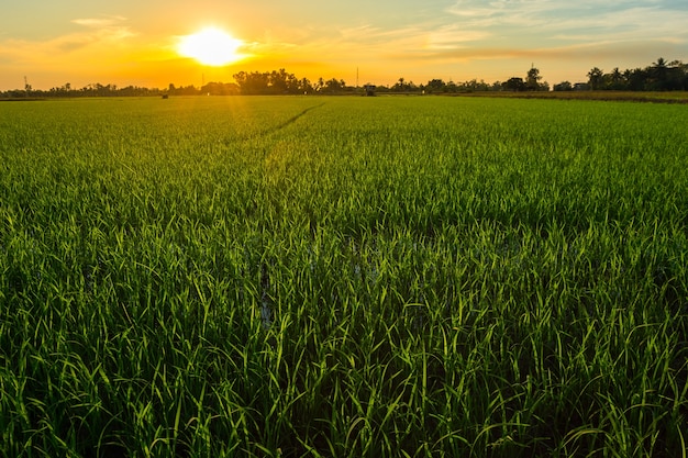 Campo de milho verde lindo com fundo do céu por do sol