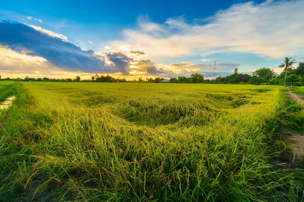 campo de milho verde ou milho na colheita da agricultura do país da Ásia com céu ao pôr do sol