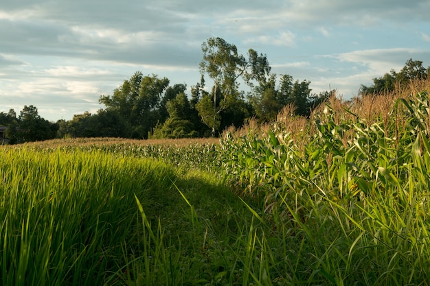 Campo de milho verde
