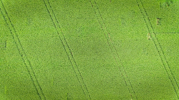 Campo de milho. Vista aérea, culturas de milho cultivadas.