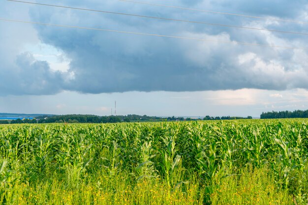 Campo de milho