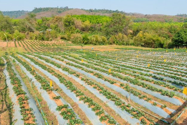 Campo de morangos na fazenda.