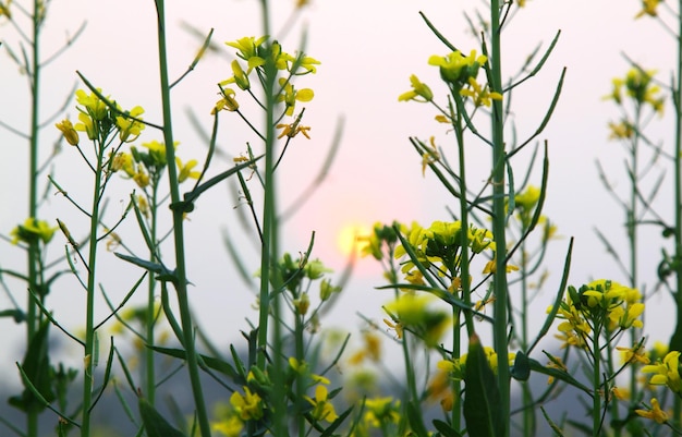 Campo de mostarda com flor desabrochando