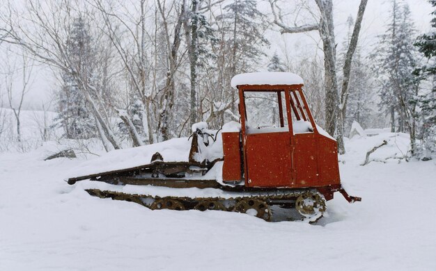 Campo de neve coberto por árvores