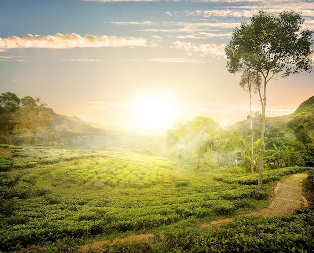 Foto campo de nevoeiro e chá em nuwara eliya, sri lanka