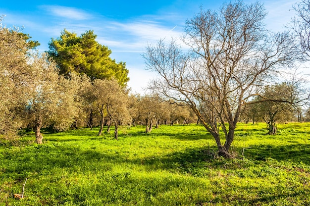 Campo de oliveiras no inverno