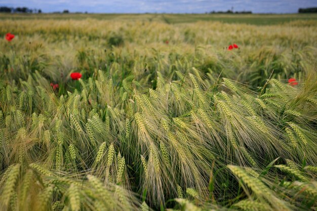 Campo de orelhas de trigo maduras fechadas com profundidade de campo rasa