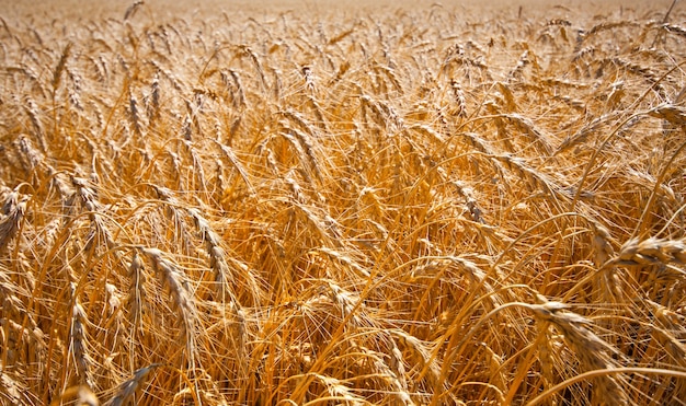 Campo de ouro de trigo maduro