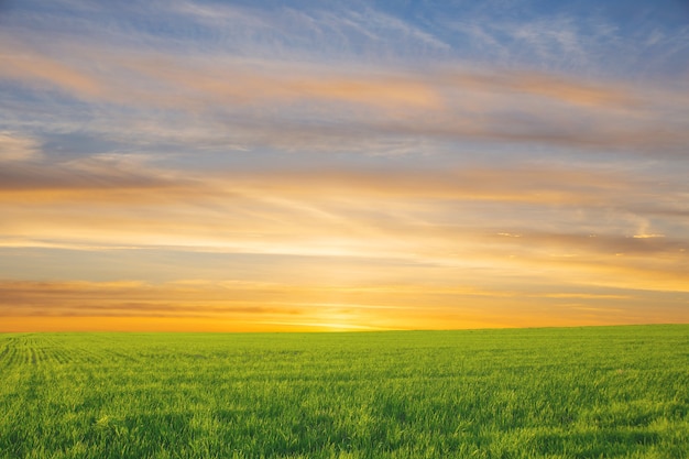 campo de paisagem de verão com grama verde e horizonte