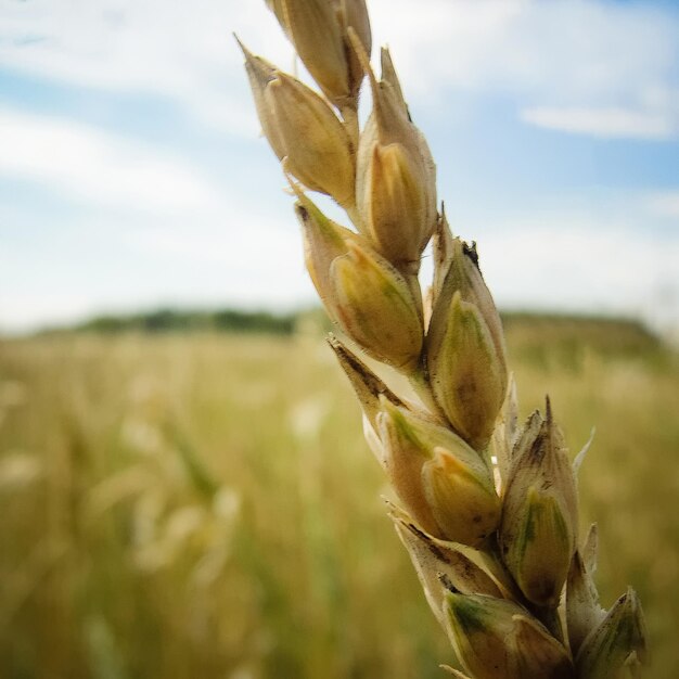 Campo de palha e trigo e colheita amarela. colheita de cereais e grãos dourados de cevada. fundo dourado. prado de agricultura e fazenda na zona rural. natureza e paisagem. cenário no verão. orgânico