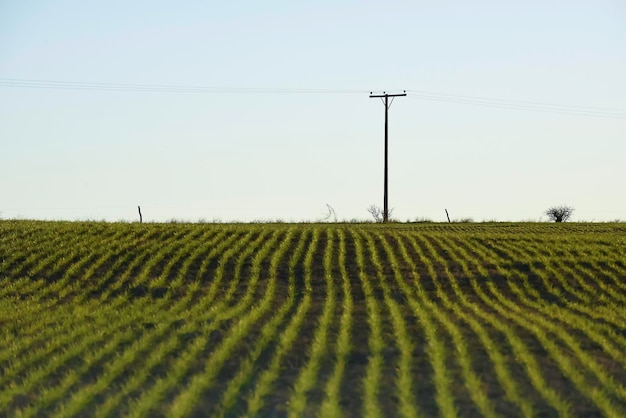 Campo de pampas semeando linhas diretas Argentina