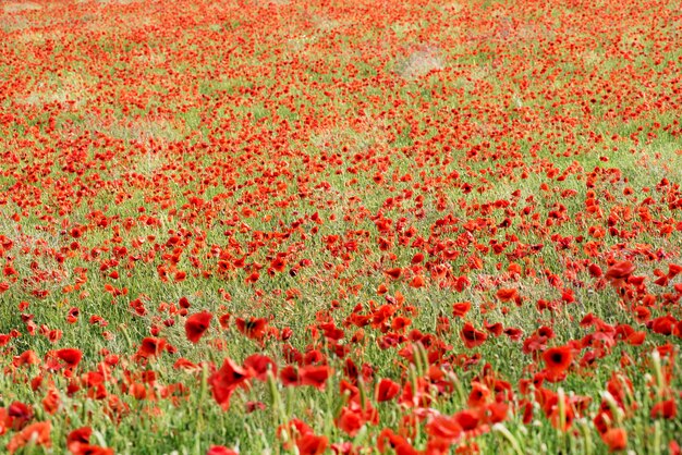 Campo de papoilas de milho vermelho colorido